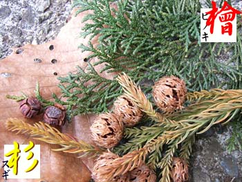 07_0216_sugi_hinoki.jpg
