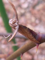 07_0223_s_ibara.jpg