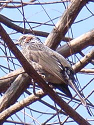 07_0228_littlebirds08.jpg