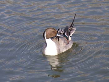 07_0228_littlebirds09.jpg