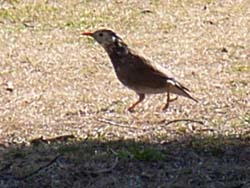 07_0228_littlebirds11.jpg