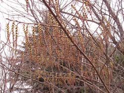 07_0302_kibusi4.jpg