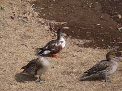 07_0304_hasibiro1.jpg