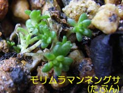 07_0306_morimura_m.jpg