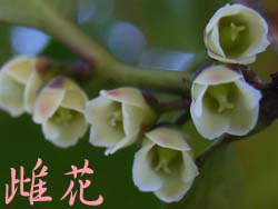 07_0308_hisakaki5.jpg