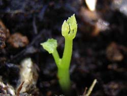 07_0324_suzumeuri3.jpg