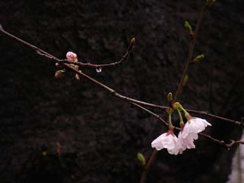 07_0325_sakura2.jpg