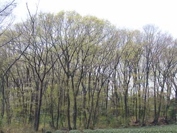 07_0408_zokibayasi1.jpg