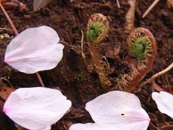 07_0409_sida1.jpg