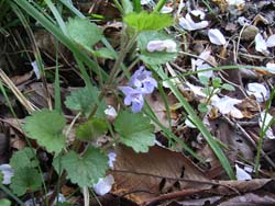 07_0410_kakidosi1.jpg