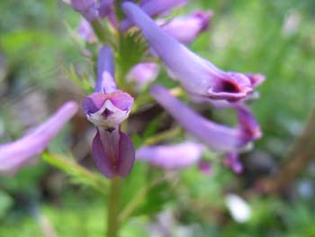 07_0410_m_kemanso2.jpg