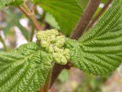 07_0411_gamazumi.jpg