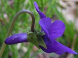 07_0415_sumire4.jpg