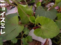 07_0417_nyoi_s3.jpg