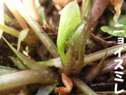 07_0417_nyoi_s4.jpg