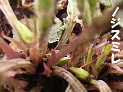 07_0420_noji_s4.jpg