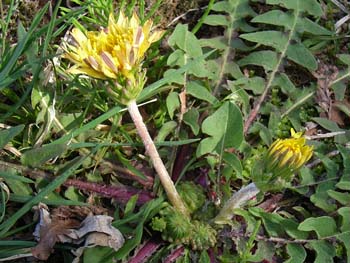 07_0421_tanpopo2.jpg