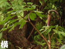 07_0426_o_mamusi5.jpg
