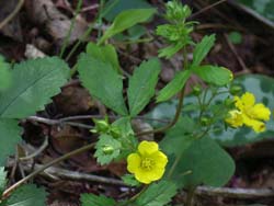 07_0428_m_tutiguri.jpg