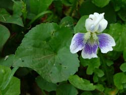 07_0429_papilionacea3.jpg