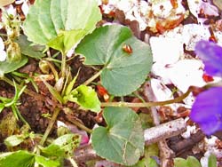 07_0429_papilionacea4.jpg