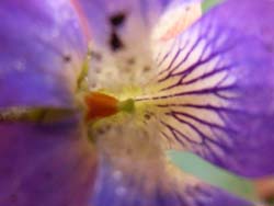 07_0429_papilionacea8.jpg