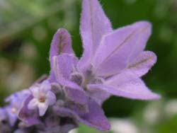 07_0501_lavender2_.jpg