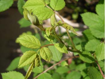 07_0501_noibara1.jpg
