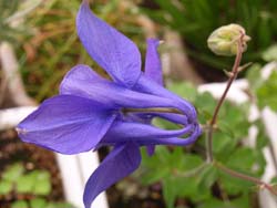 07_0501_s_odamaki3_.jpg