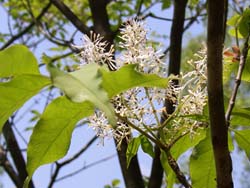 07_0503_m_aodamo5.jpg