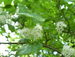 07_0504_sawafutagi1.jpg
