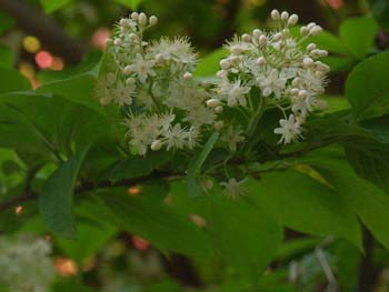 07_0504_sawafutagi8.jpg