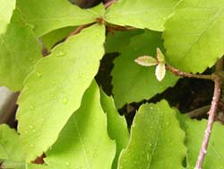 07_0506_konara.jpg