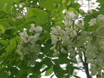 07_0511_harienju2.jpg