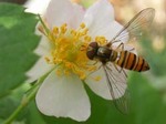 07_0516_h_hirata.jpg