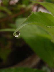 07_0516_raindrop1.jpg