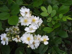 07_0518_noibara1.jpg