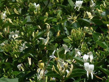 07_0518_suikadura1.jpg