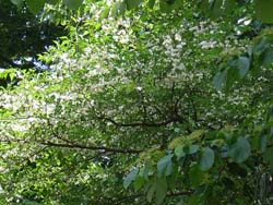 07_0519_egonoki1.jpg