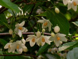07_0519_egonoki4.jpg