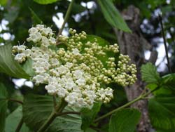 07_0519_gamazmi1.jpg