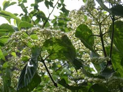 07_0519_gamazmi4.jpg