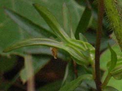 07_0521_kutinasigusa4.jpg