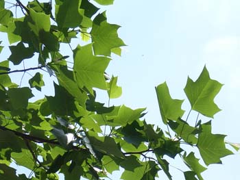 07_0522_yurinoki2.jpg