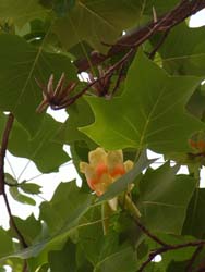 07_0522_yurinoki6.jpg