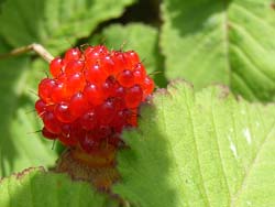 07_0523_kusaitigo.jpg