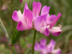 07_0525_renge3.jpg