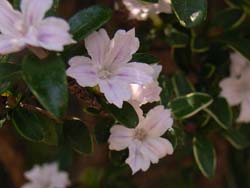 07_0526_hakuchoge.jpg