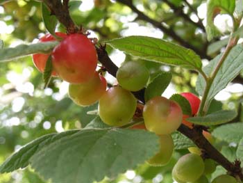 07_0527_yusraume2.jpg