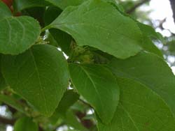 07_0529_aohada5.jpg